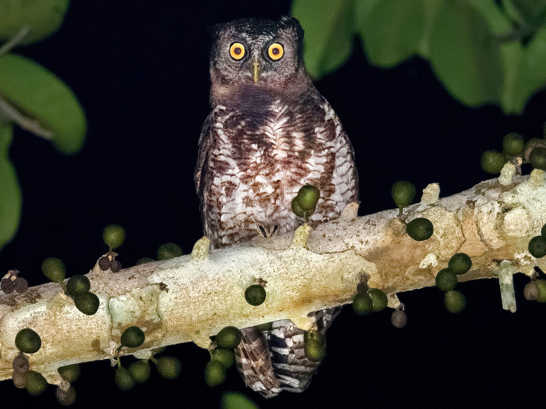 Akun Eagle-Owl - eBird