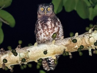アクンワシミミズク - eBird