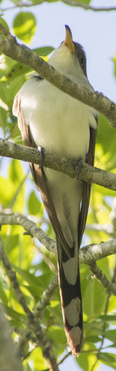Yellow-billed Cuckoo - Breanna Perry