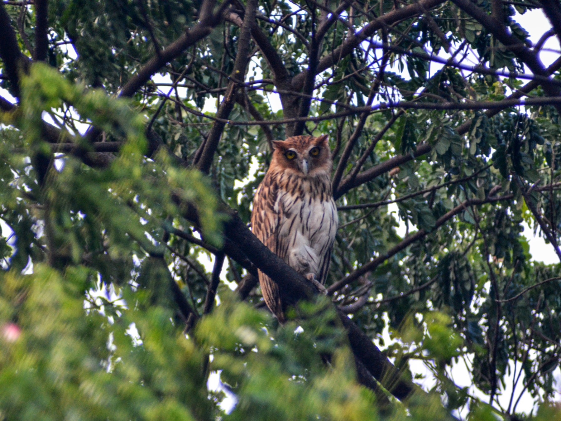 Philippine Eagle-Owl - Jose Antonio (JJ) Sta Ana