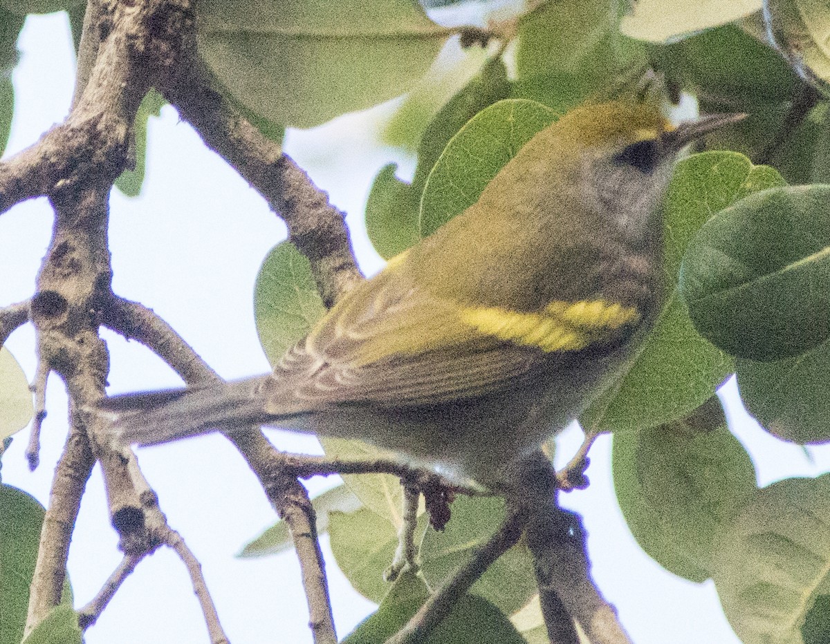 Golden-winged Warbler - Breanna Perry