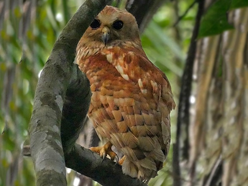 Rufous Fishing-Owl - Nik Borrow