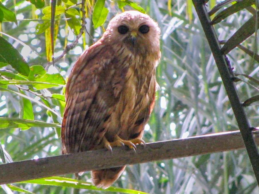 アカウオクイフクロウ Ebird