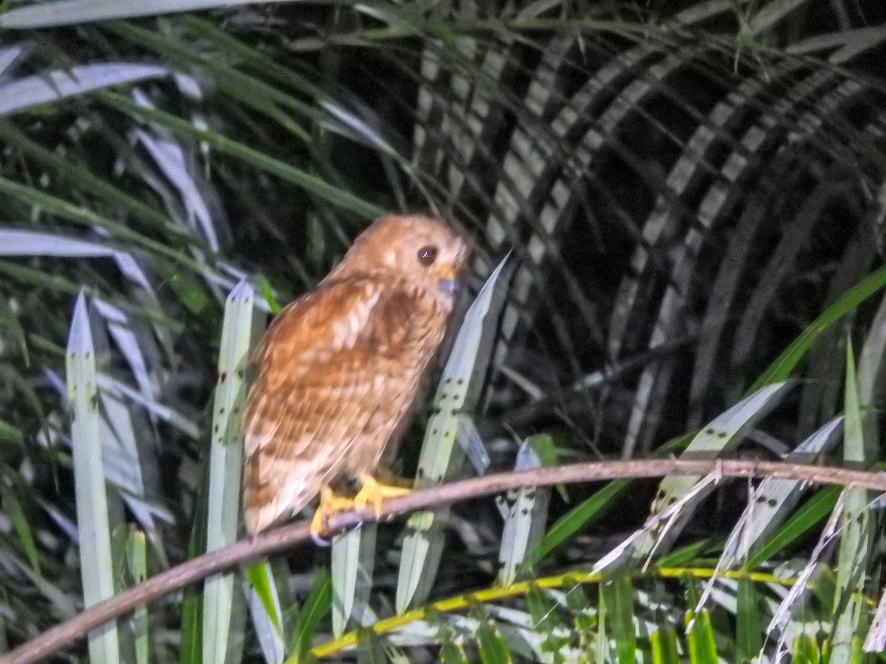 アカウオクイフクロウ Ebird