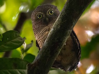 イッタラ　 Birds Owlet Iittala Birds by Toikka Annual Bird 2026, Lakla, Seville orange