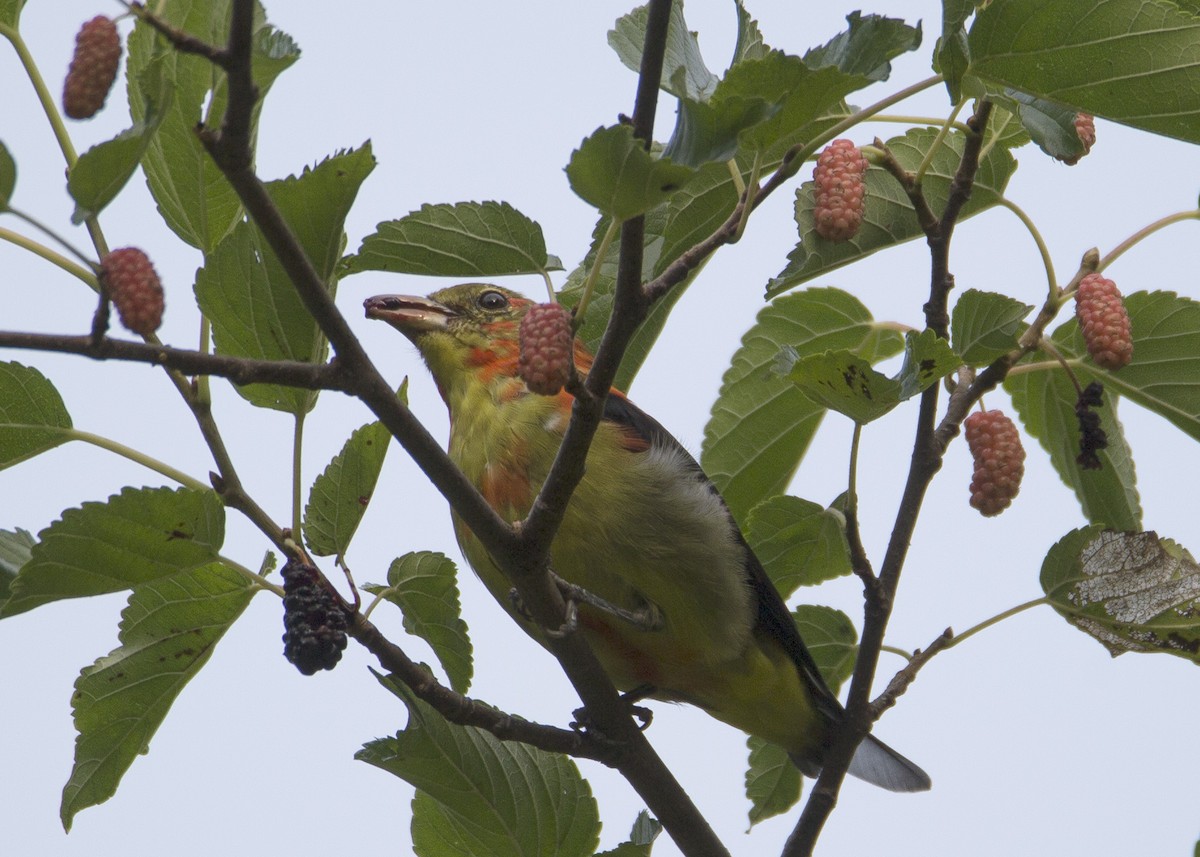 Scarlet Tanager - ML364515381