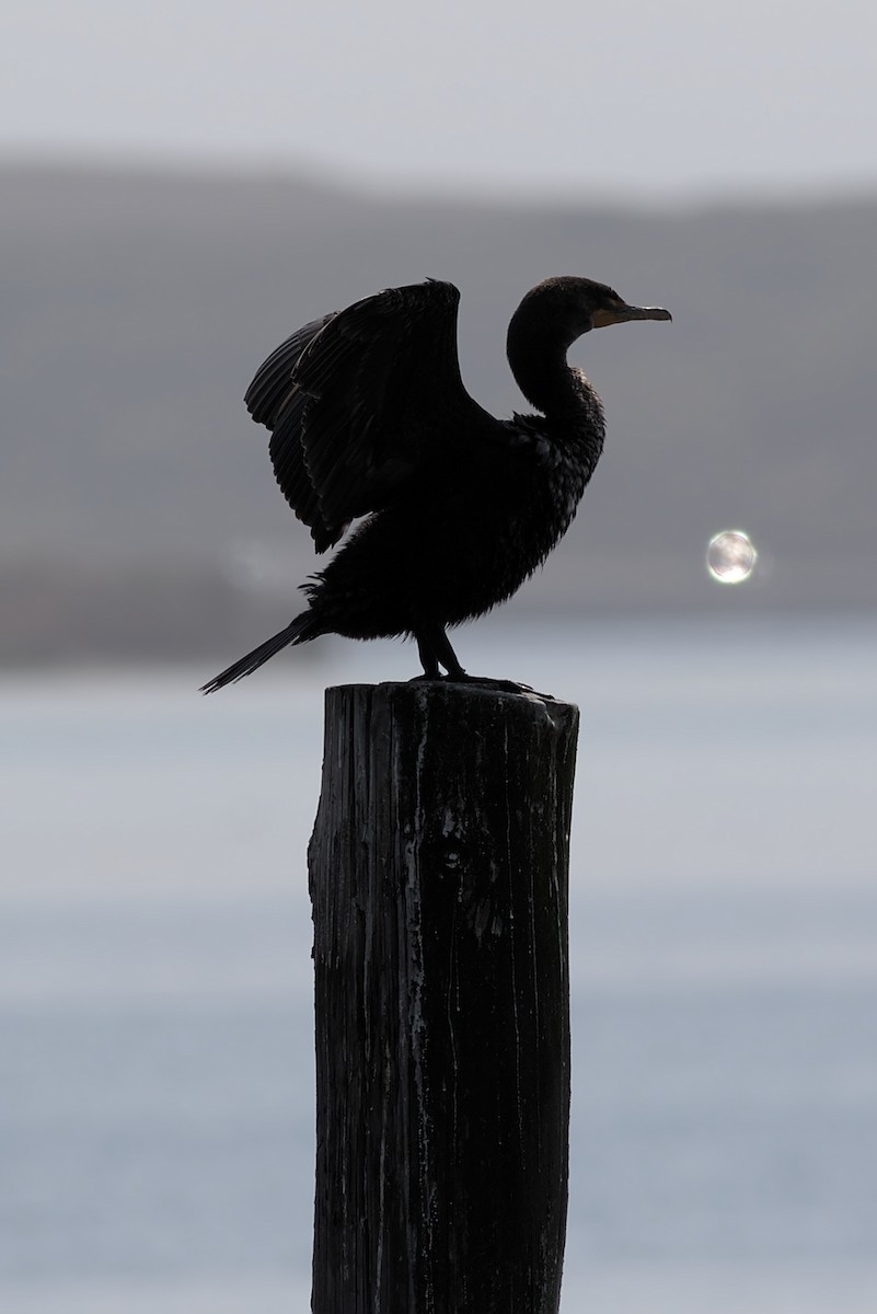 Double-crested Cormorant - Zed Chance