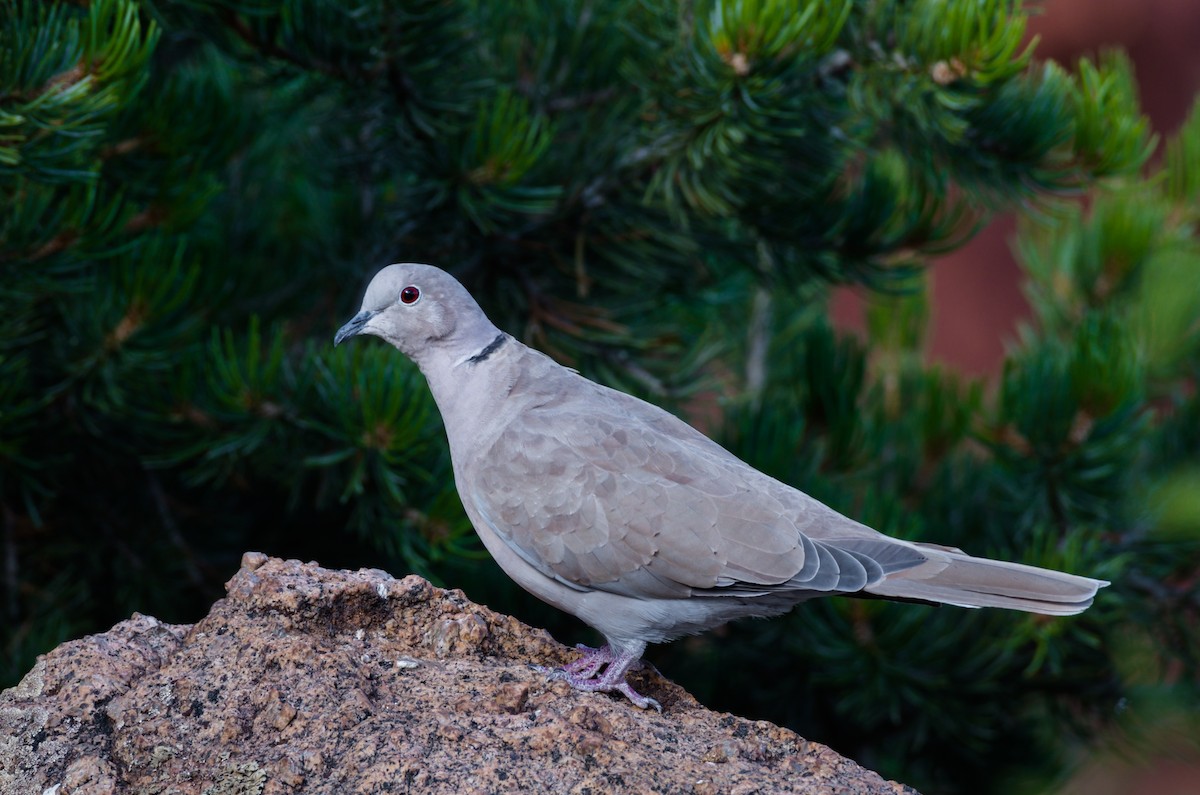 Eurasian Collared-Dove - ML364516191