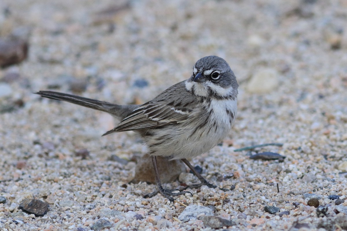 Sagebrush/Bell's Sparrow (Sage Sparrow) - ML364528571