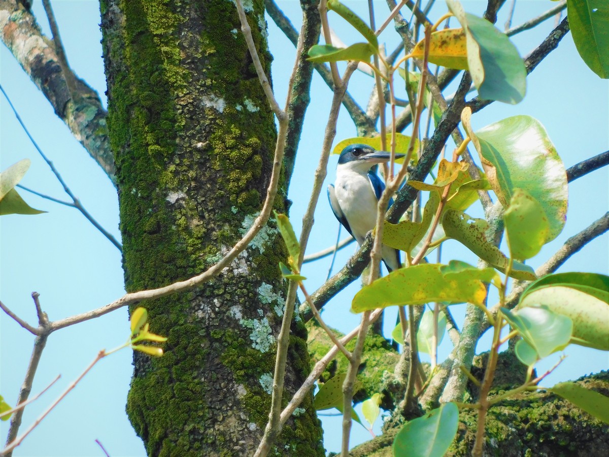 Collared Kingfisher - Rai Balderama
