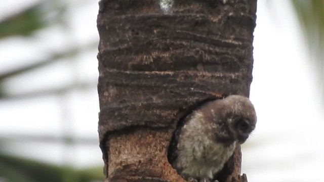 Spotted Owlet - ML364529221