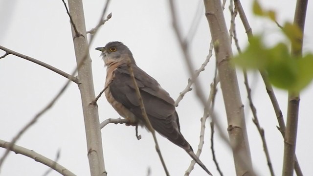 Common Hawk-Cuckoo - ML364530751
