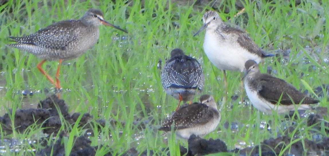 Spotted Redshank - ML364531331