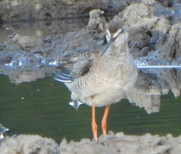 Spotted Redshank - ML364532201