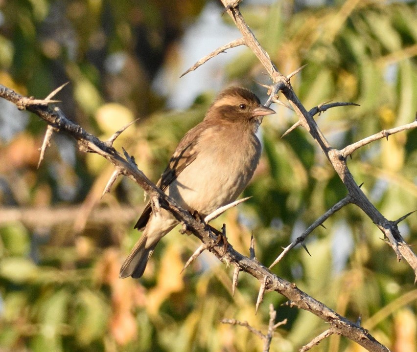 Yellow-throated Bush Sparrow - Clayton Burne