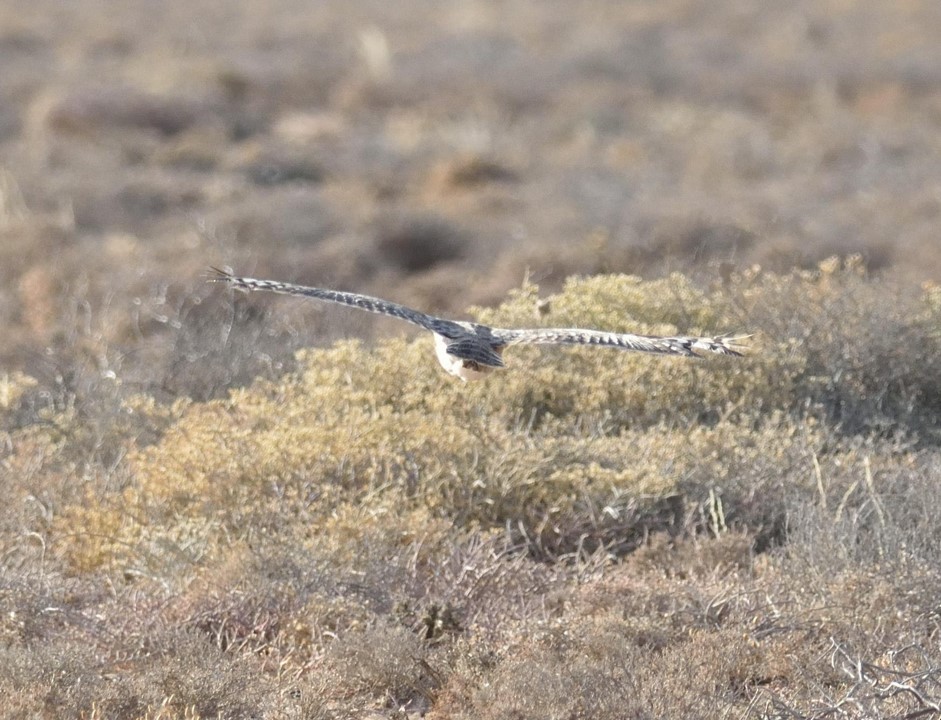 Cape Eagle-Owl - ML364533391
