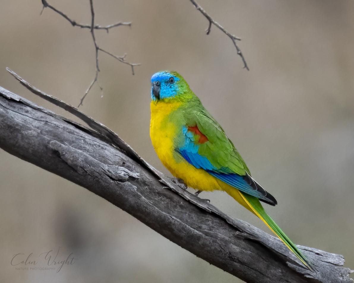 Turquoise Parrot - ML364533431