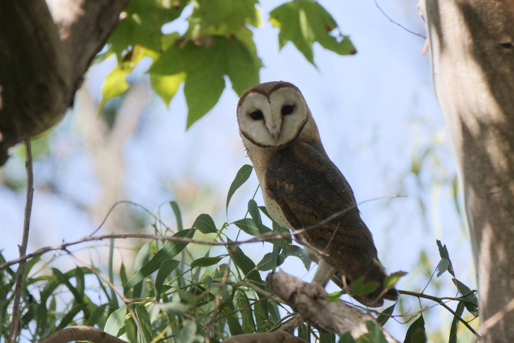 Barn Owl (Madeiran) - Alexandre Vinot