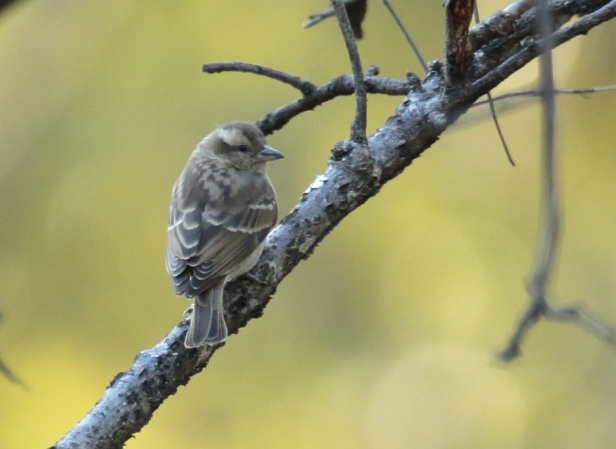 Yellow-throated Bush Sparrow - ML364539321