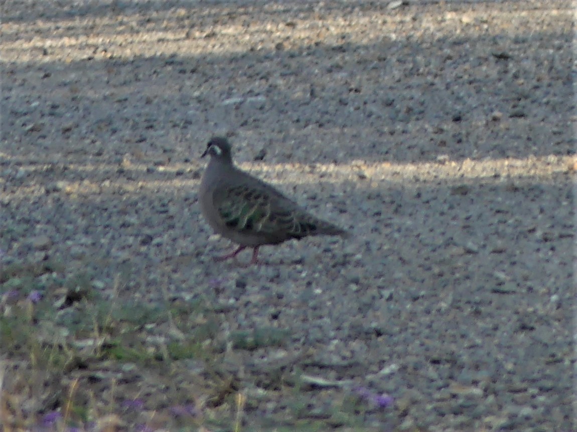 Common Bronzewing - Andrew Sides
