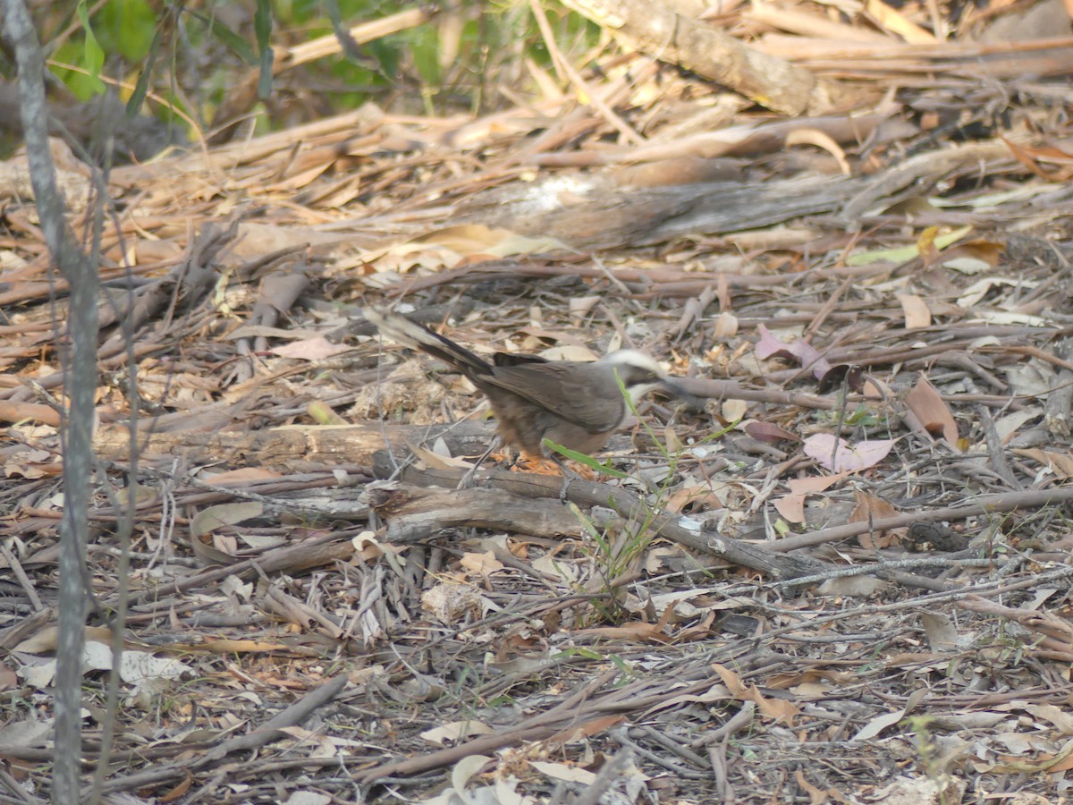 Gray-crowned Babbler - Andrew Sides