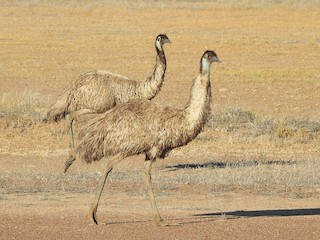 Emu, ML364545111