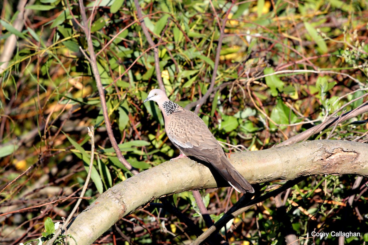 Spotted Dove - Corey Callaghan