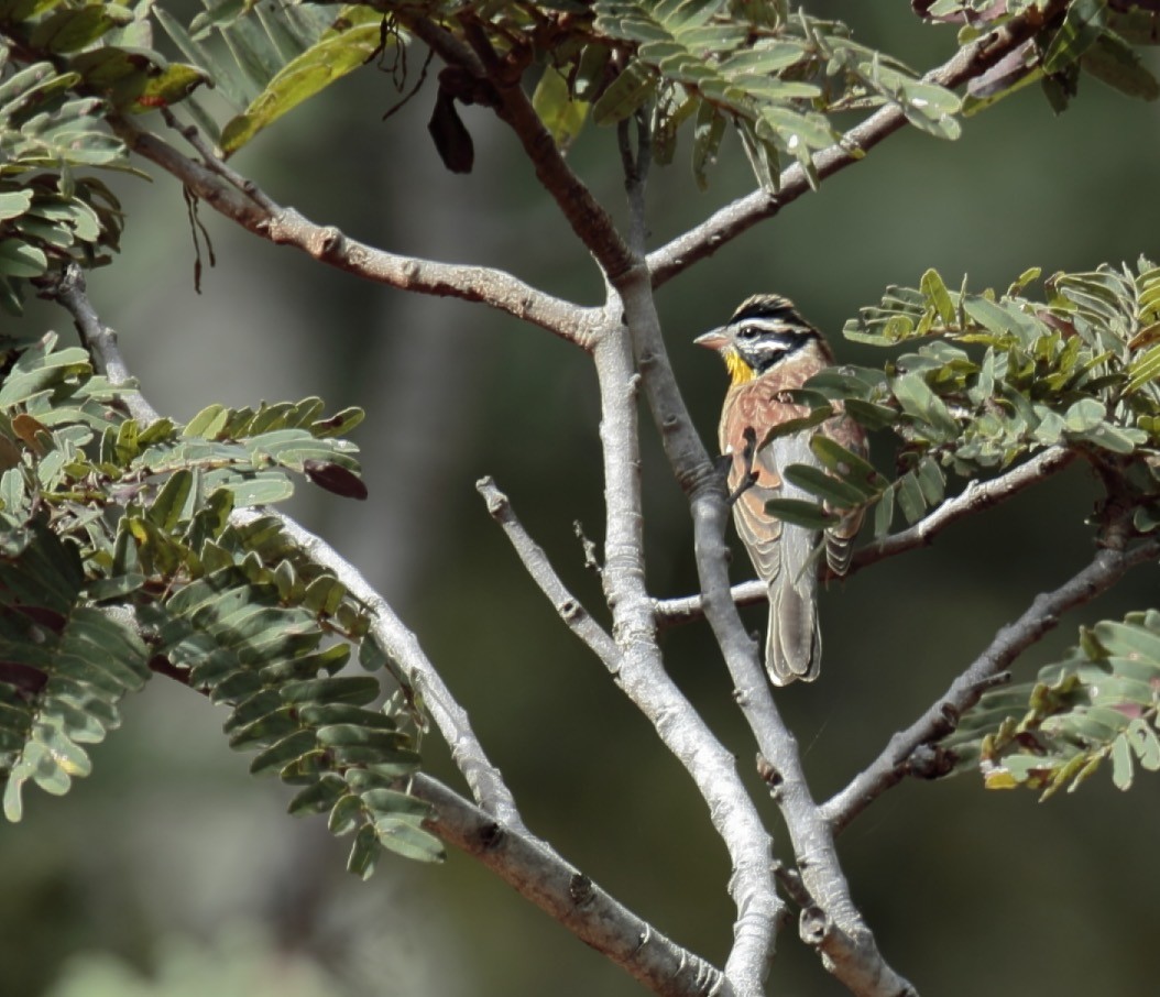 Golden-breasted Bunting - ML364547791