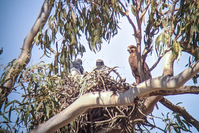 Adult and downy chicks at nest; August, Queensland, Australia. - Black Falcon - 