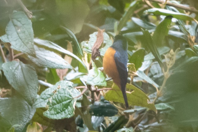 Blue-backed Conebill