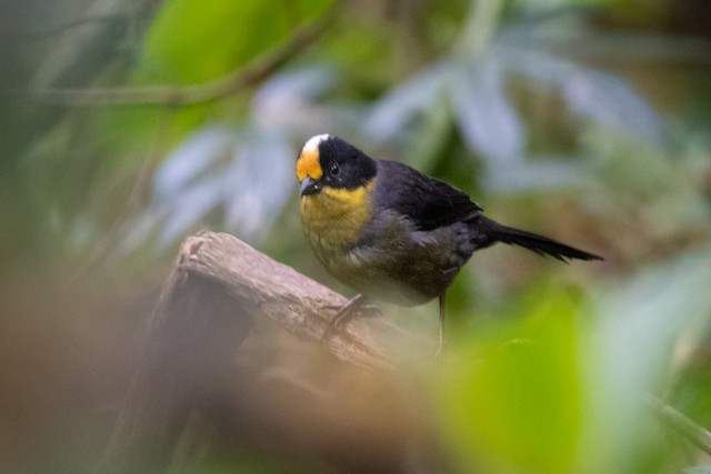 Pale-naped Brushfinch