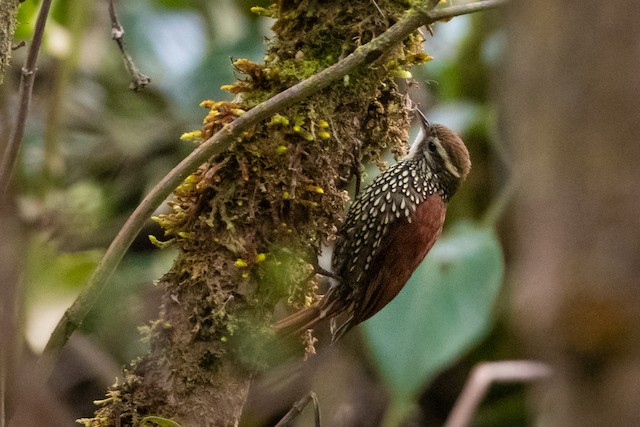 Pearled Treerunner