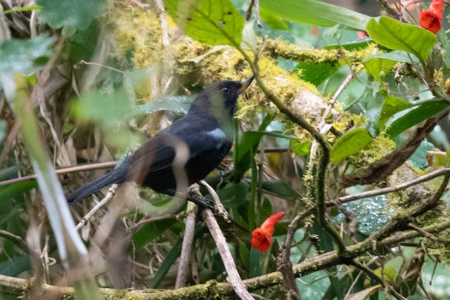 Glossy Flowerpiercer