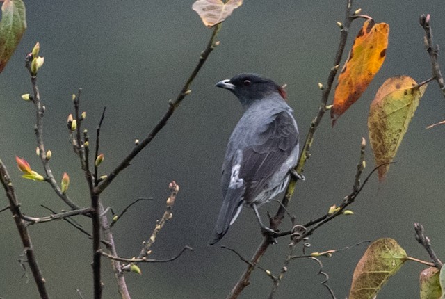 Red-crested Cotinga