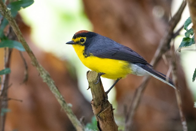 Spectacled Redstart