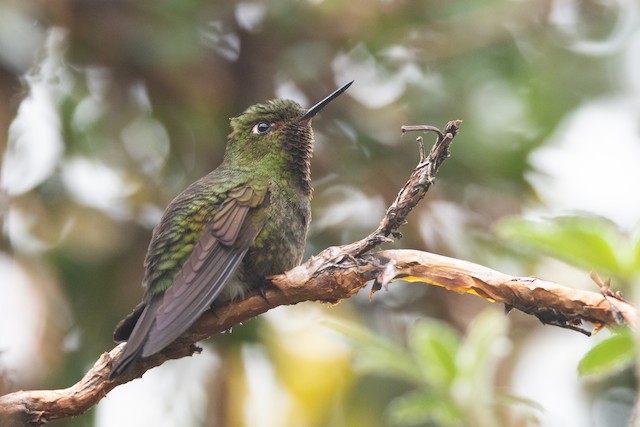 Viridian Metaltail