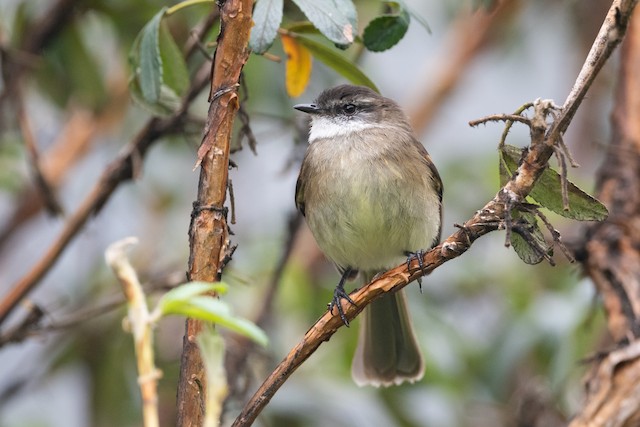 White-throated Tyrannulet