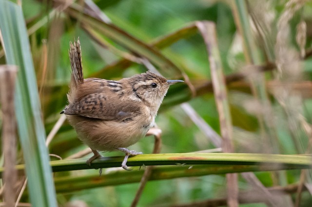 Grass Wren