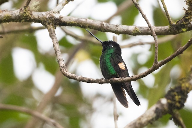 Buff-winged Starfrontlet