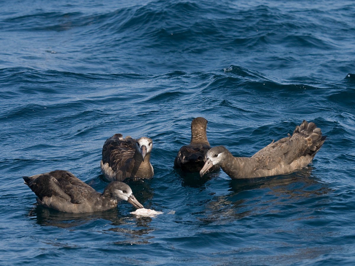 albatros černonohý - ML36456301