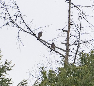 Eurasian Sparrowhawk, ML364564551
