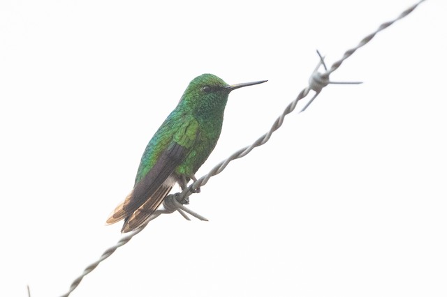 Western Emerald