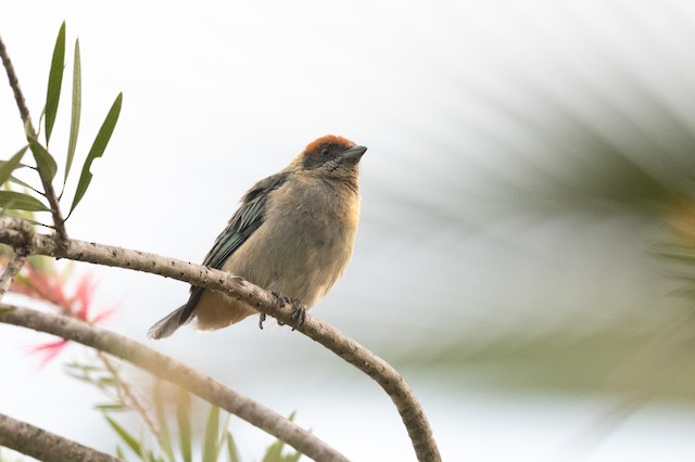 Scrub Tanager