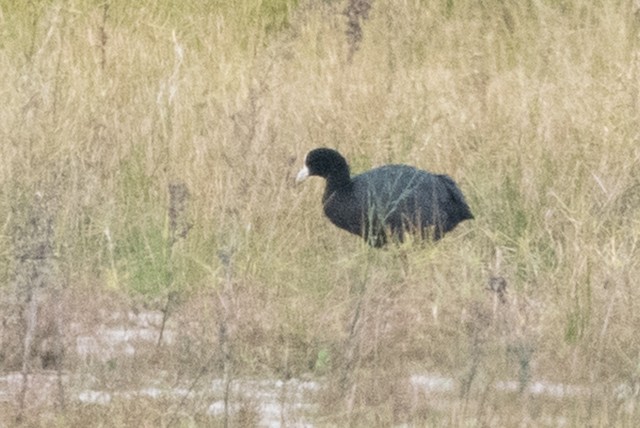 Slate-colored Coot