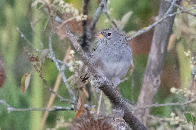 Band-tailed Sierra Finch