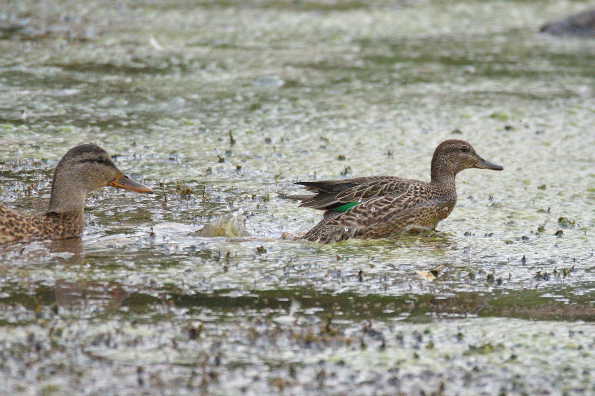 Green-winged Teal - ML364578111