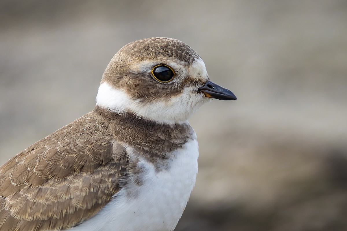 Semipalmated Plover - ML364580621