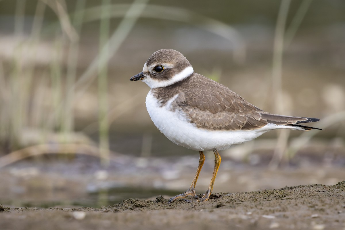Semipalmated Plover - ML364580631