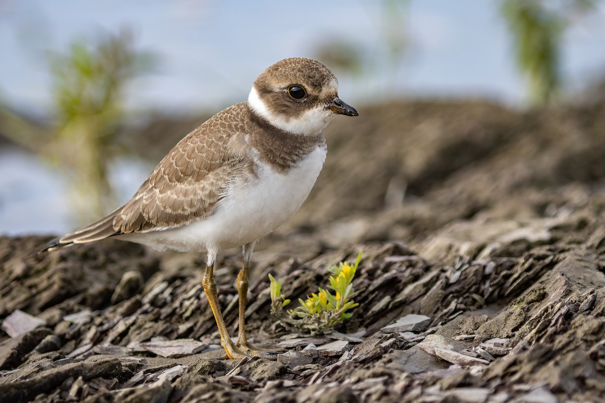 Semipalmated Plover - ML364581201