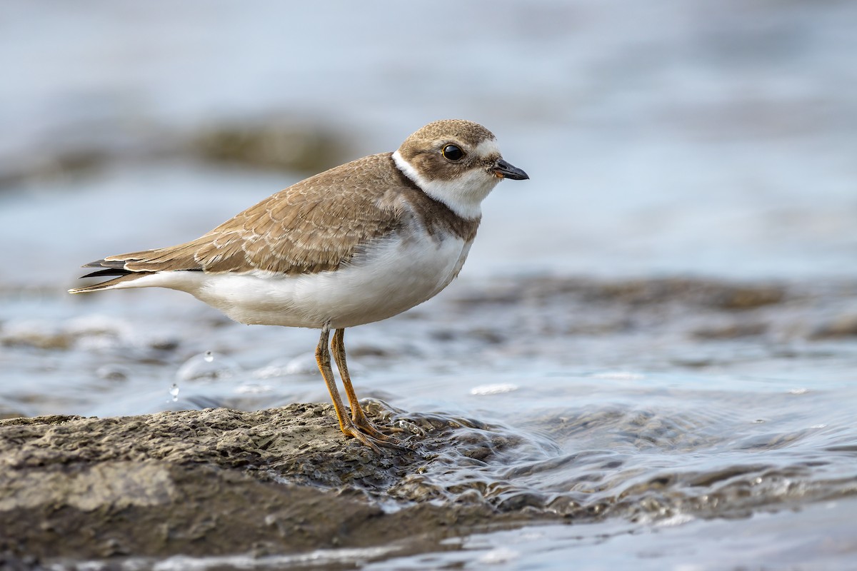 Semipalmated Plover - ML364581491